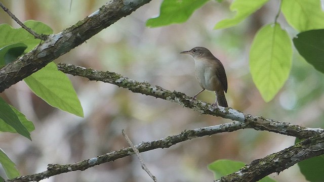 Southern House Wren - ML634670068