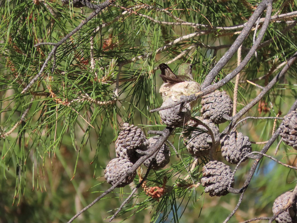 Anna's Hummingbird - ML634670071