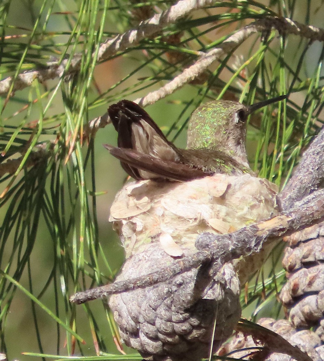 Anna's Hummingbird - ML634670090