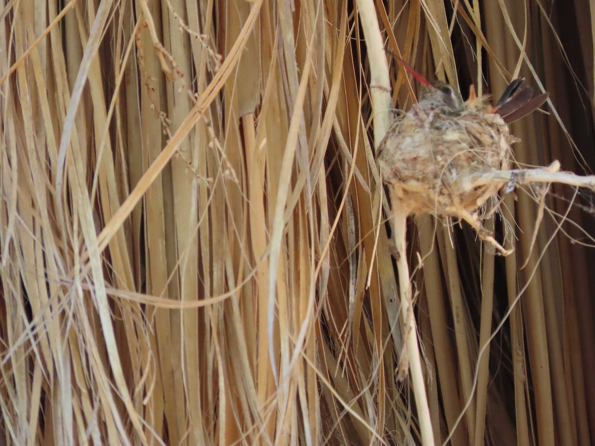 Broad-billed Hummingbird - ML634670100