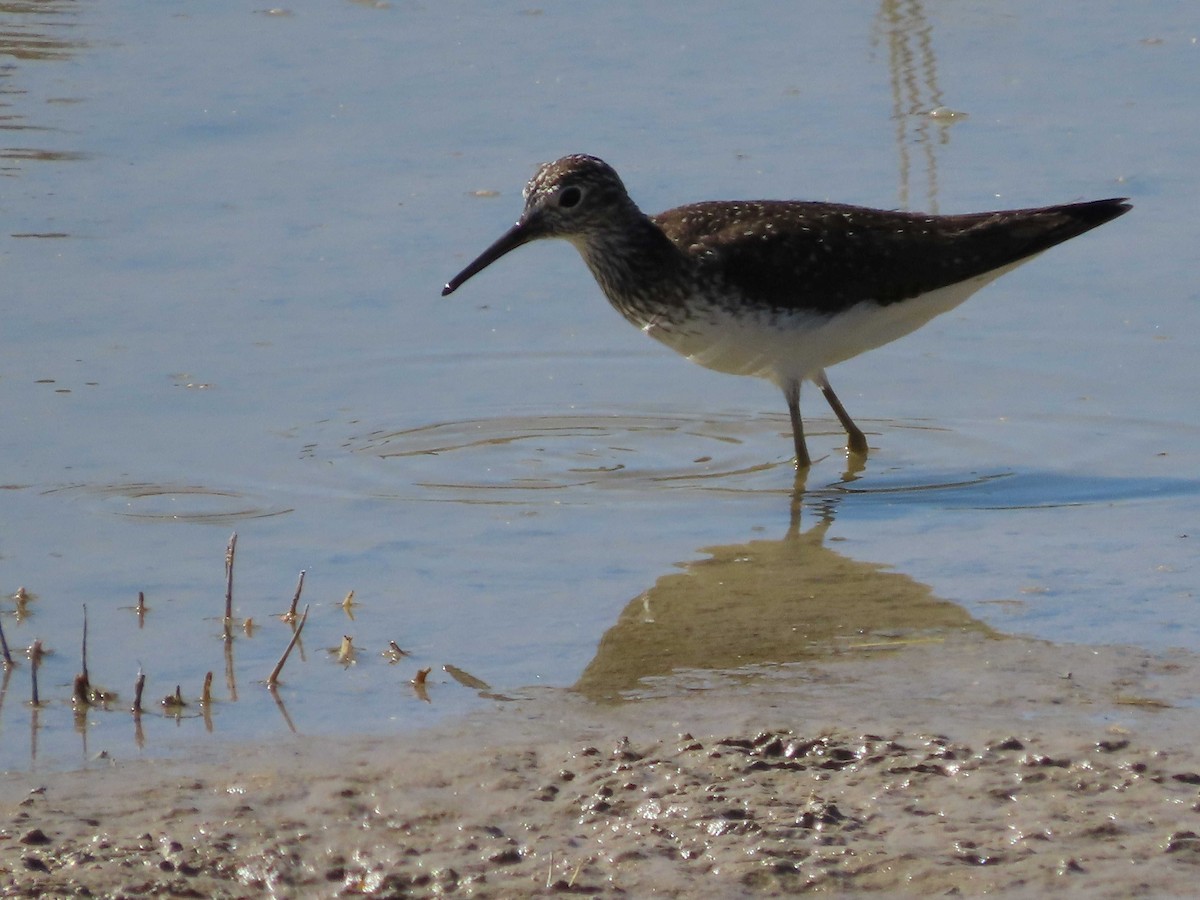 Solitary Sandpiper - ML634670122
