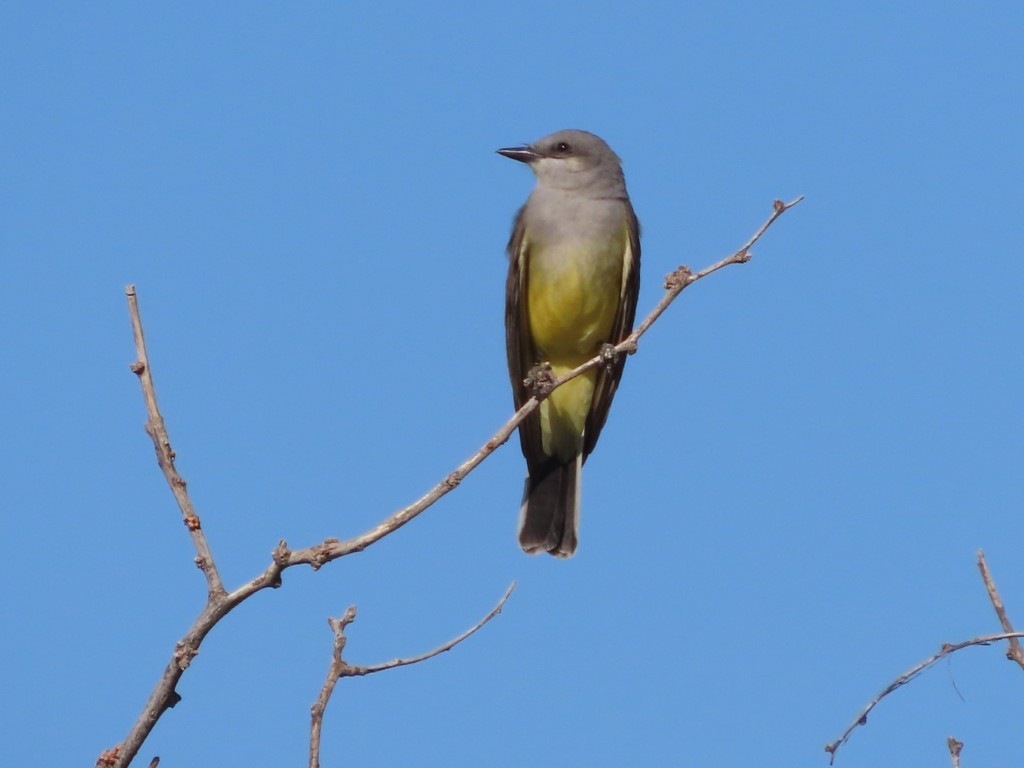 Western Kingbird - ML634670128