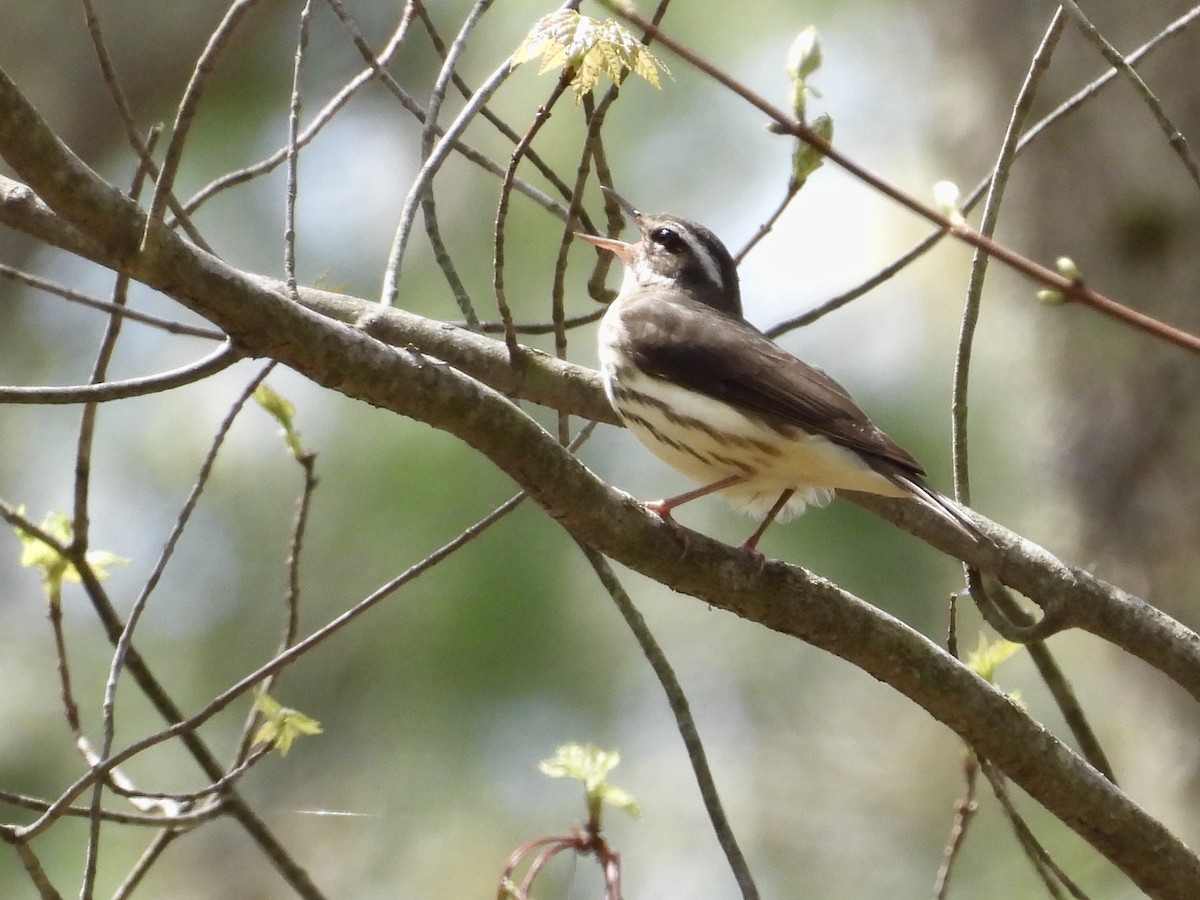 Louisiana Waterthrush - ML634670138