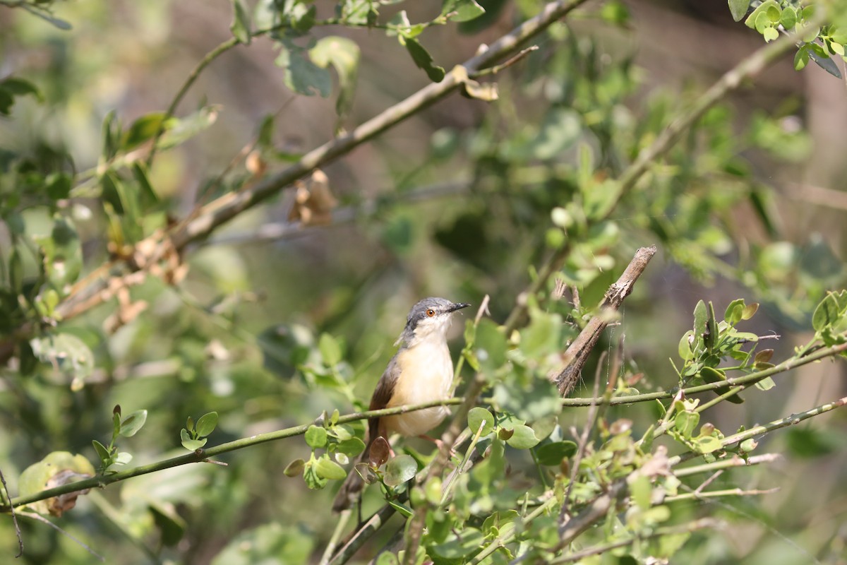 Ashy Prinia - ML634670158