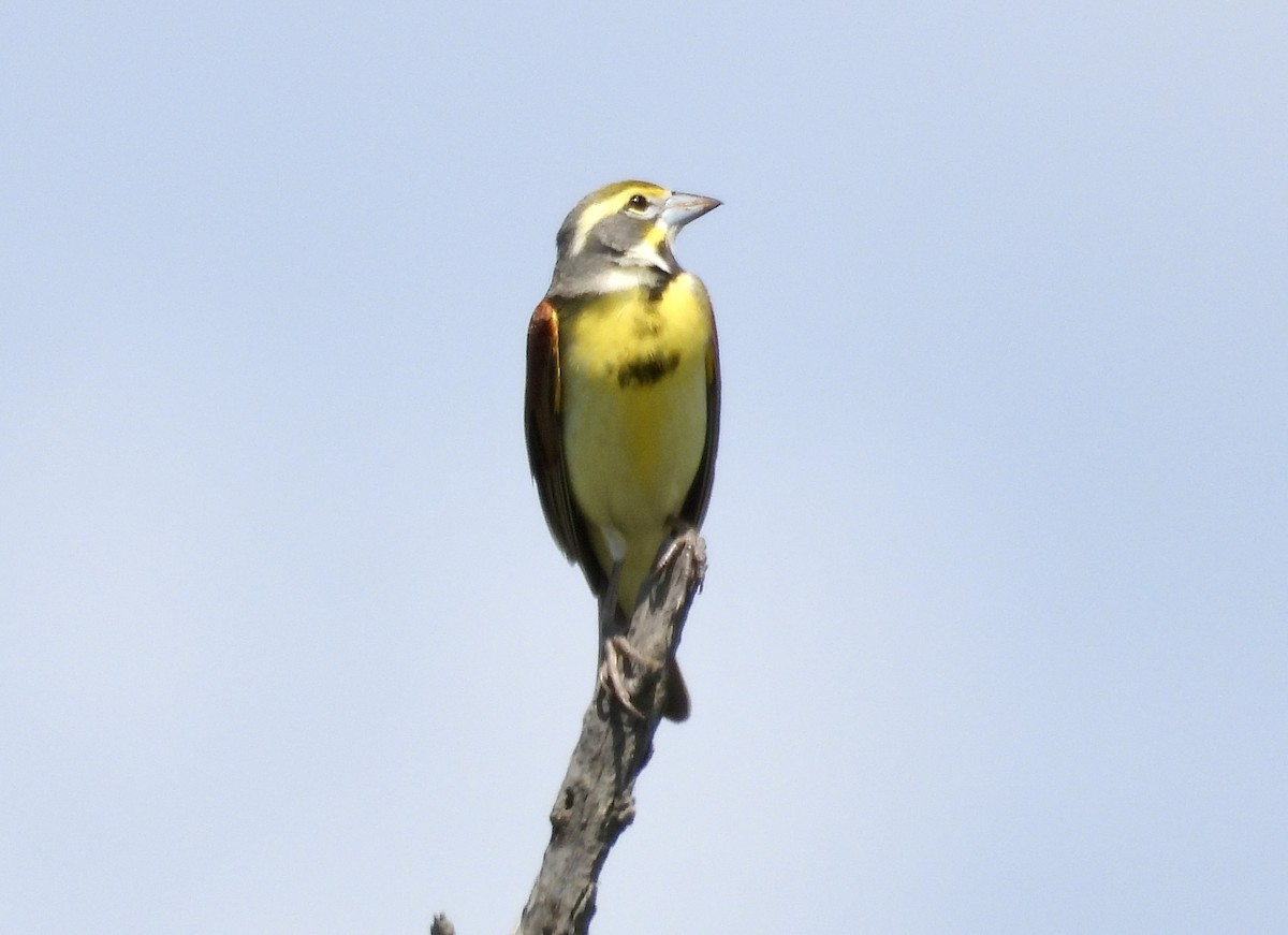 Dickcissel - ML634670344