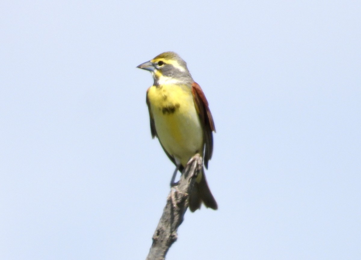Dickcissel - ML634670345