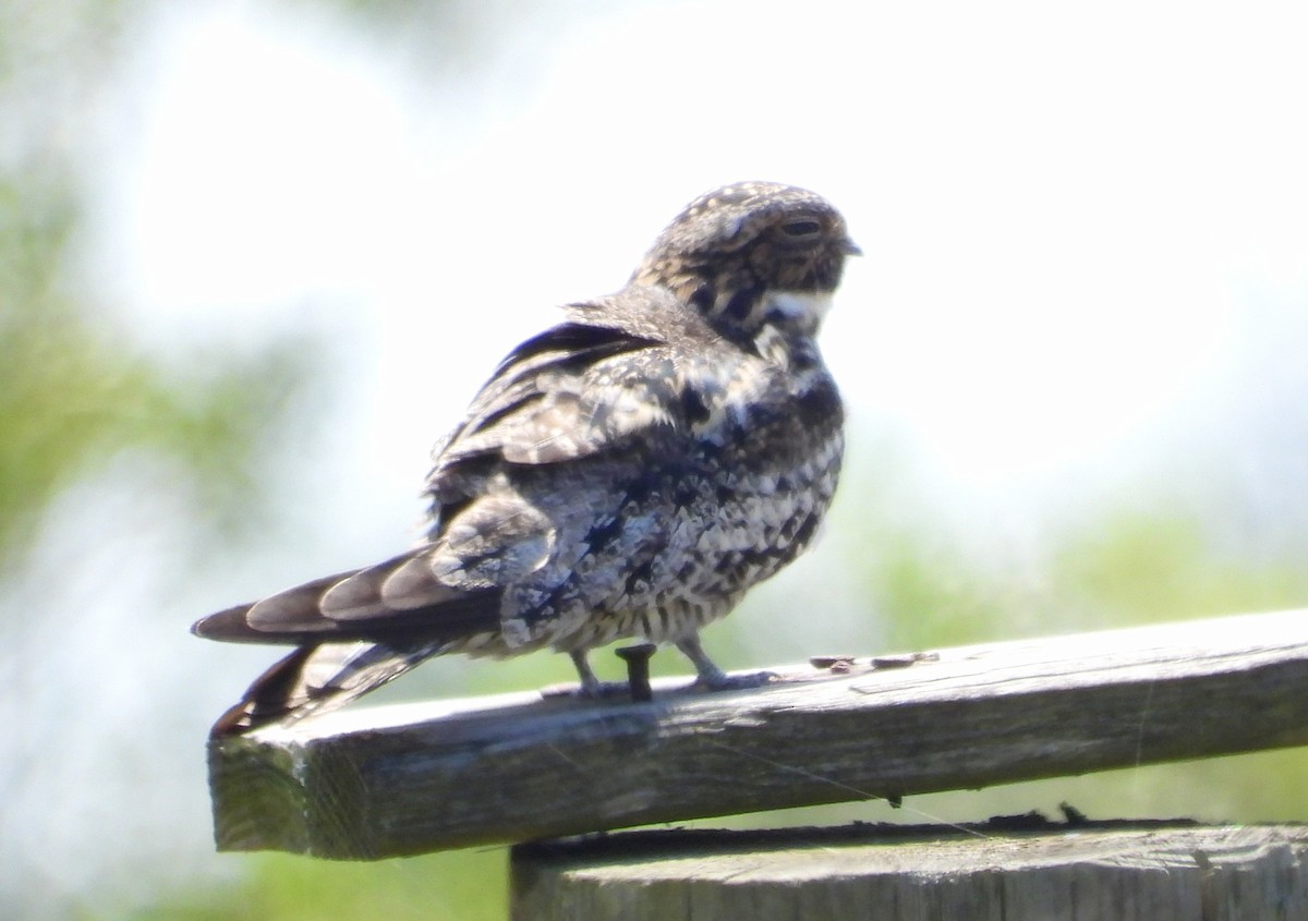 Common Nighthawk - ML634670359