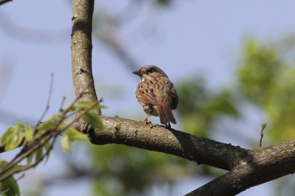 Lincoln's Sparrow - ML634670389