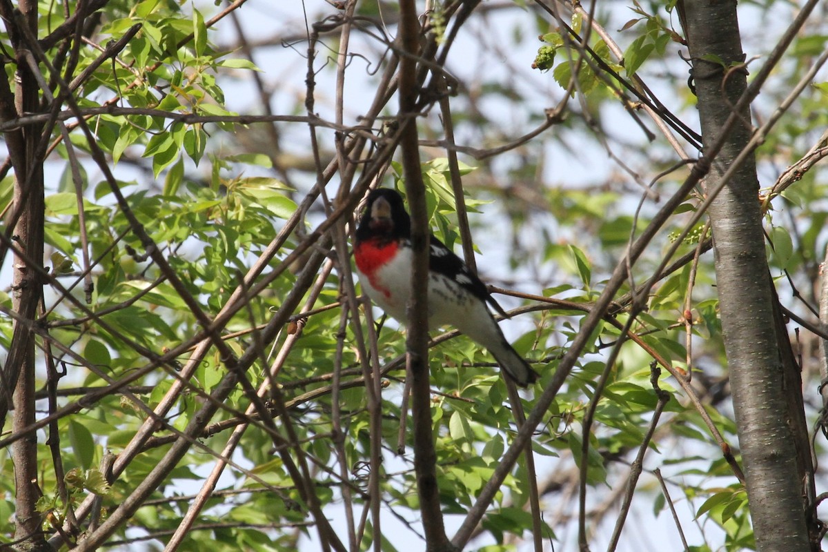 Rose-breasted Grosbeak - ML634670397
