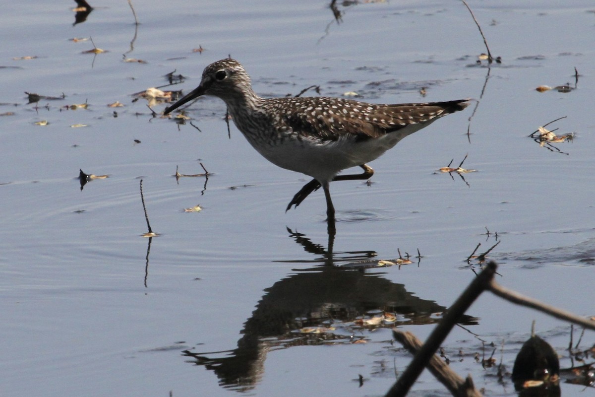 Solitary Sandpiper - ML634670407
