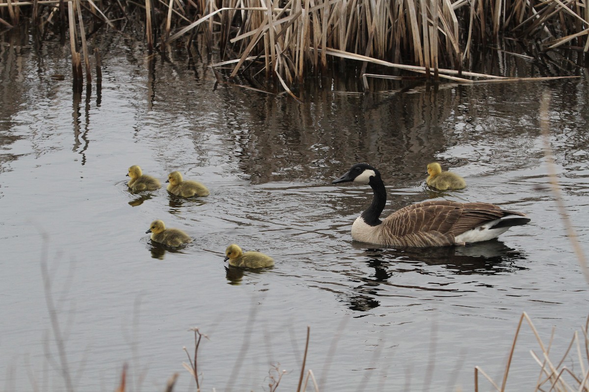 Canada Goose - ML634670428