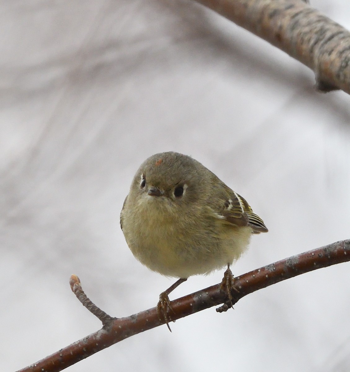 Ruby-crowned Kinglet - ML634670429