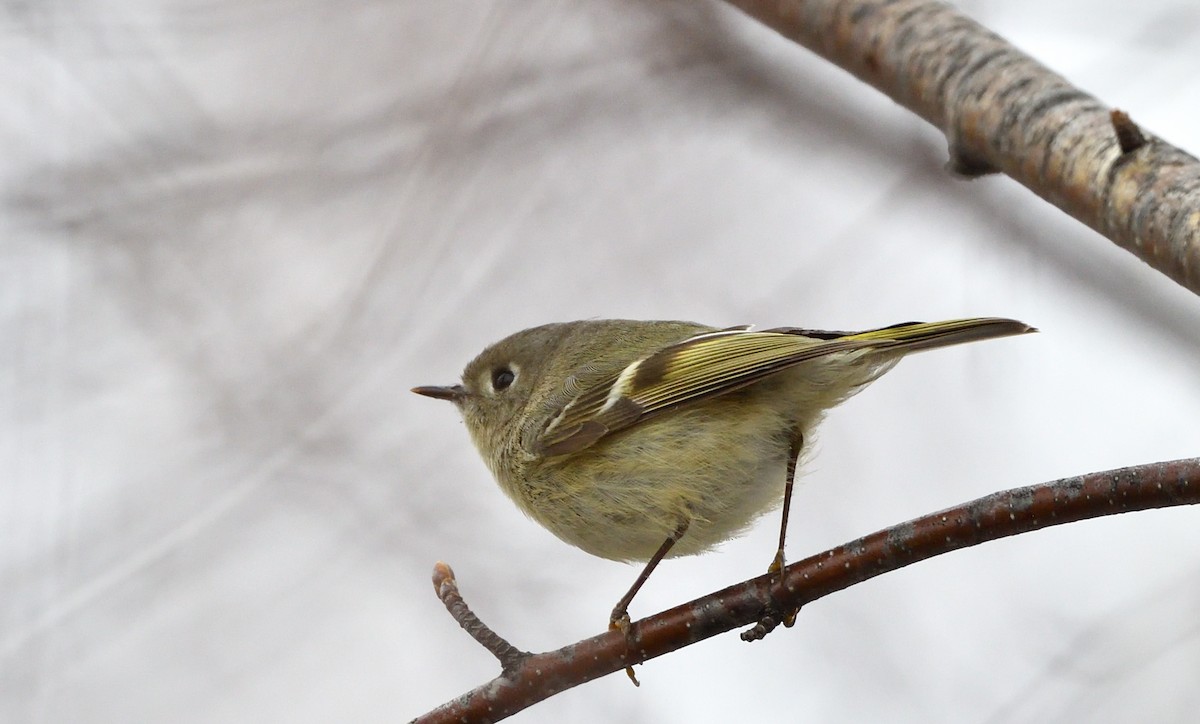 Ruby-crowned Kinglet - ML634670431