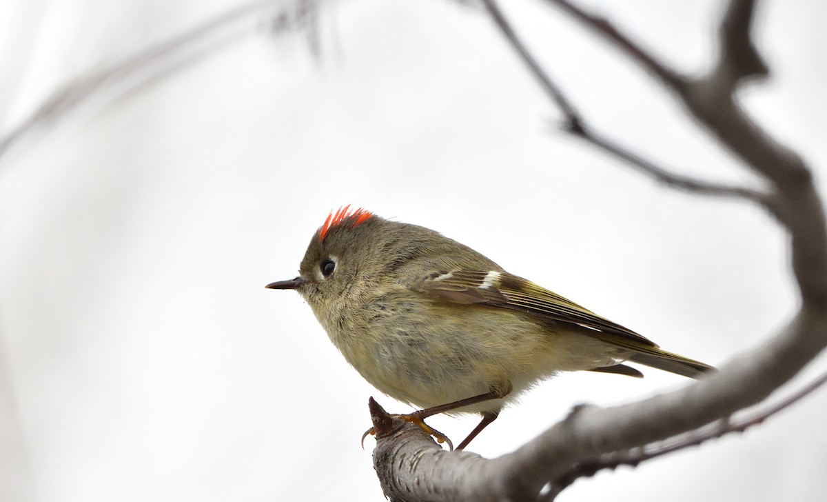 Ruby-crowned Kinglet - ML634670432