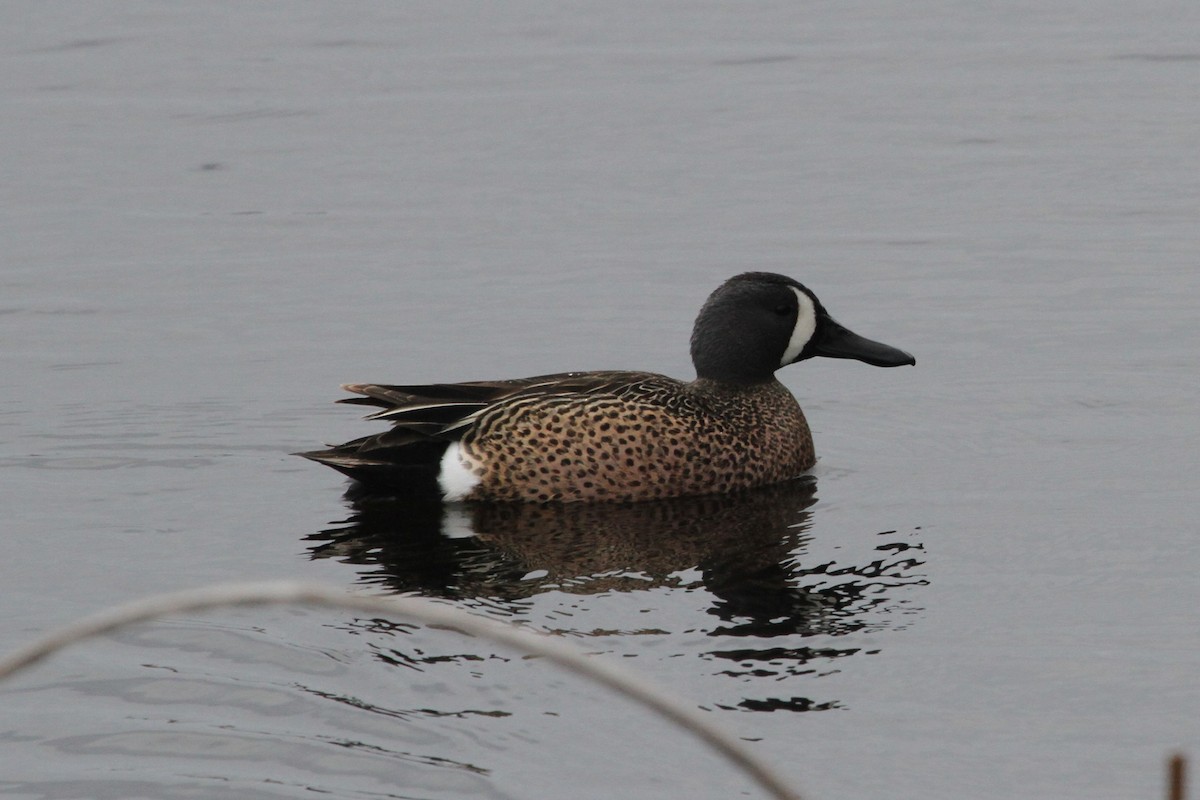 Blue-winged Teal - ML634670440
