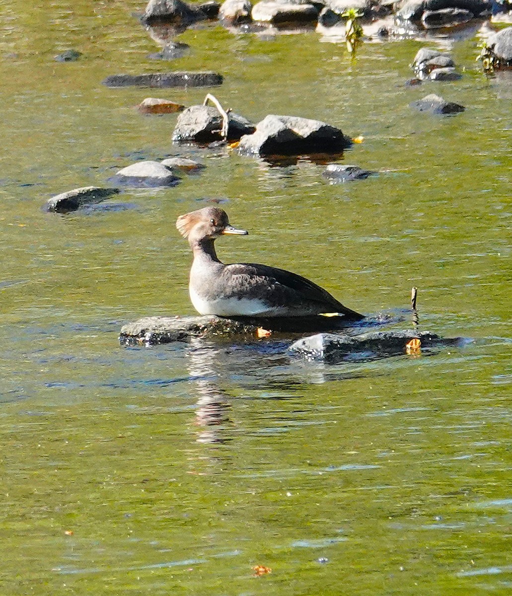 Hooded Merganser - ML634670453