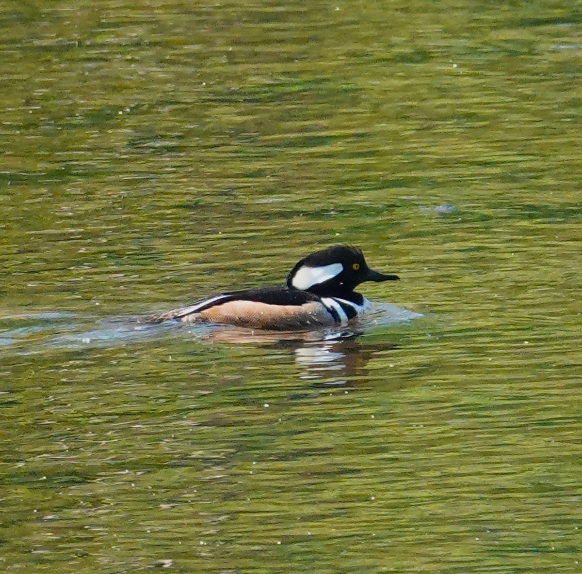 Hooded Merganser - ML634670454