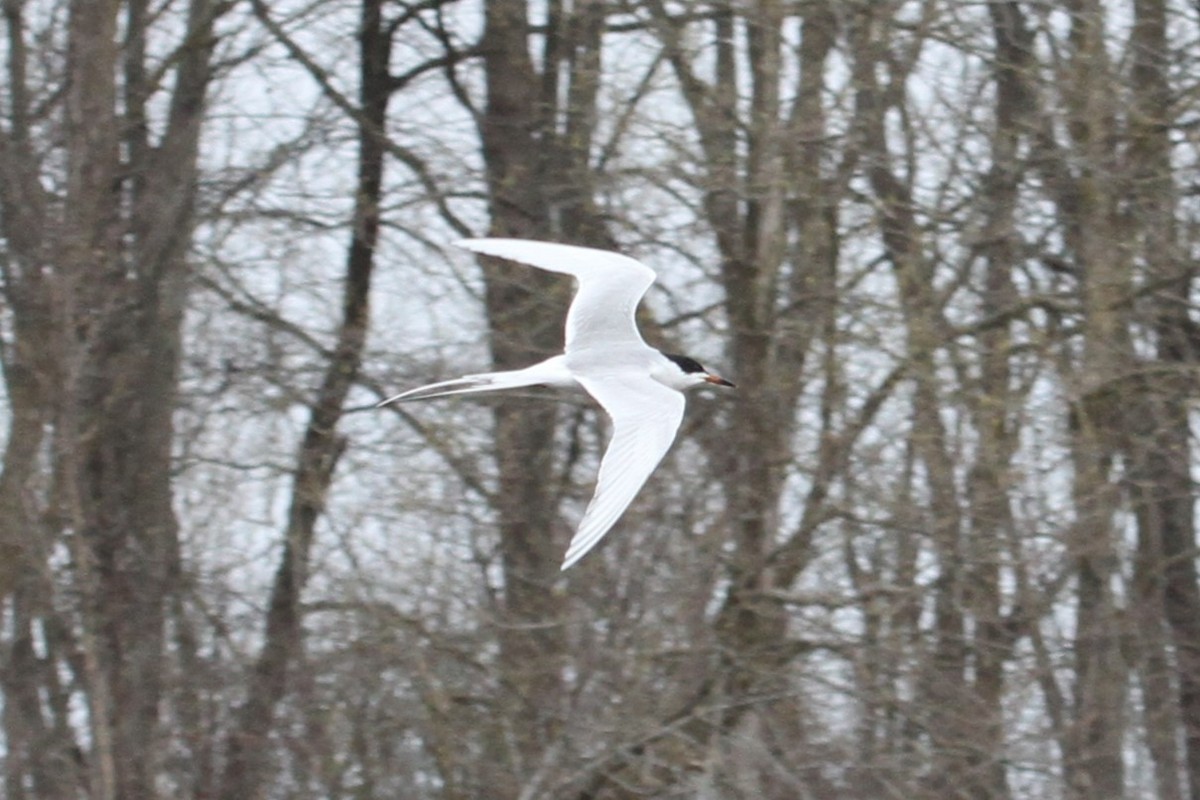 Forster's Tern - ML634670467