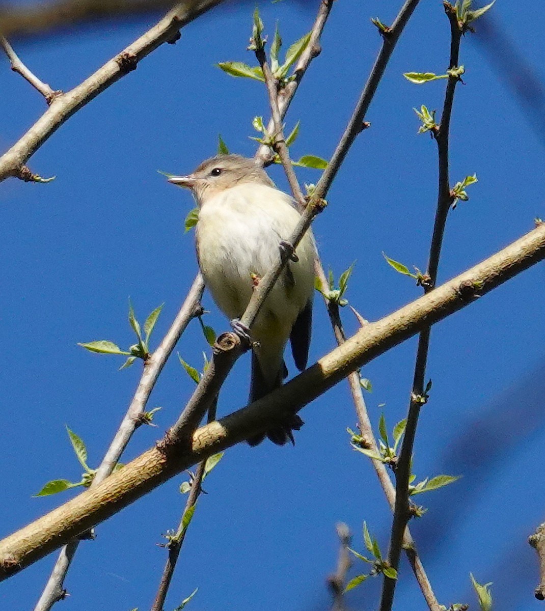 Warbling Vireo - ML634670478