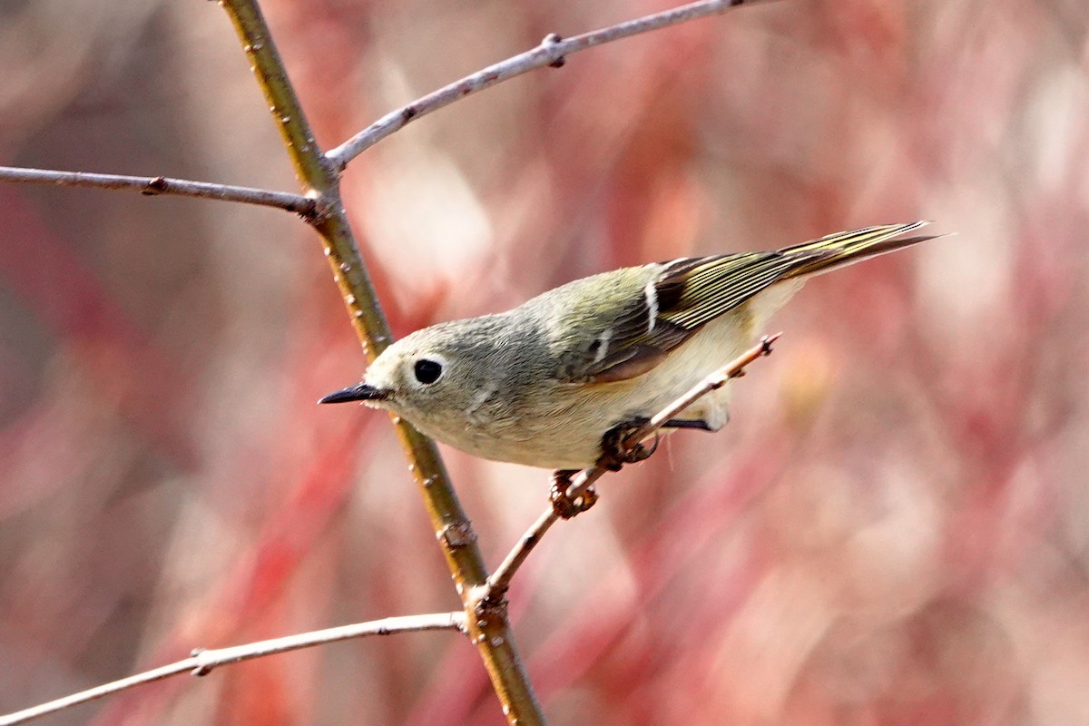 Ruby-crowned Kinglet - ML634670479