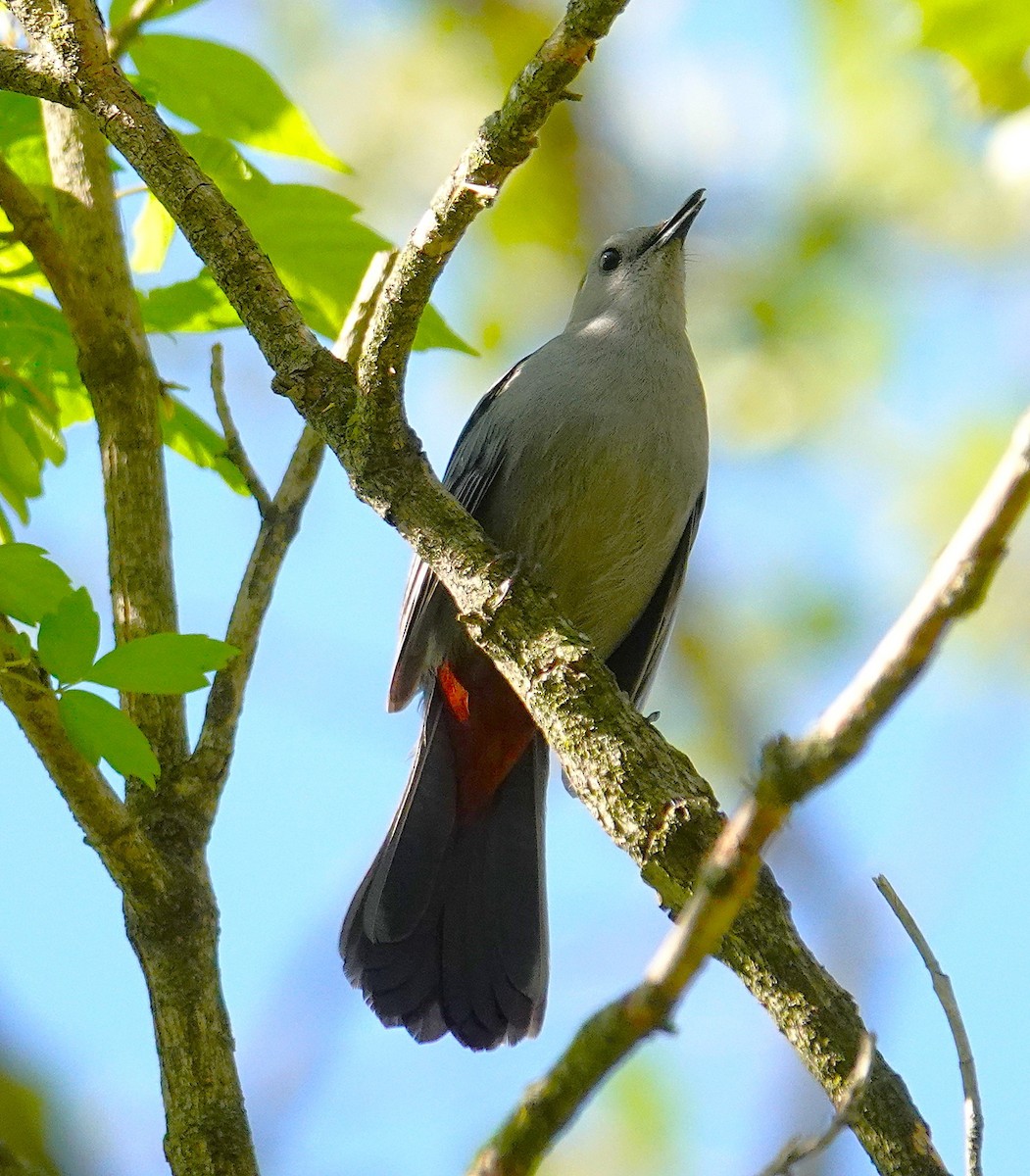 Gray Catbird - ML634670498