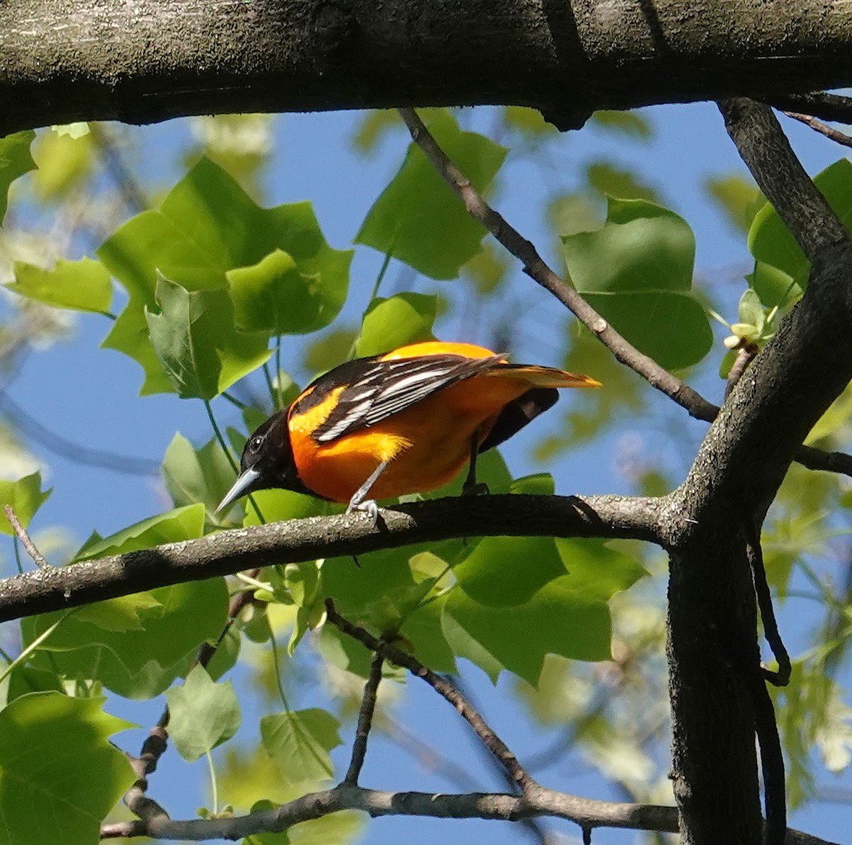 Baltimore Oriole - ML634670528