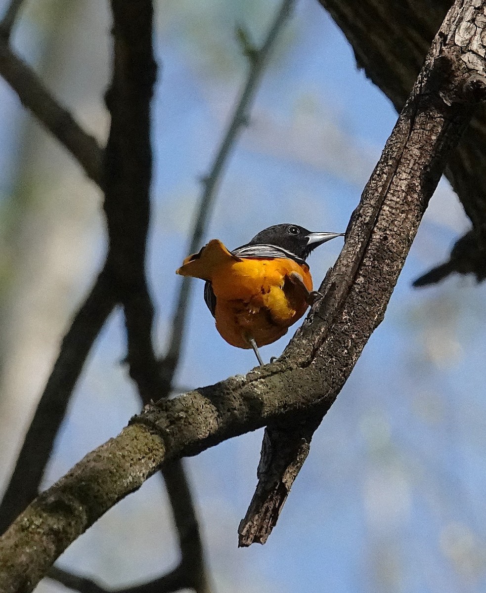 Baltimore Oriole - ML634670529