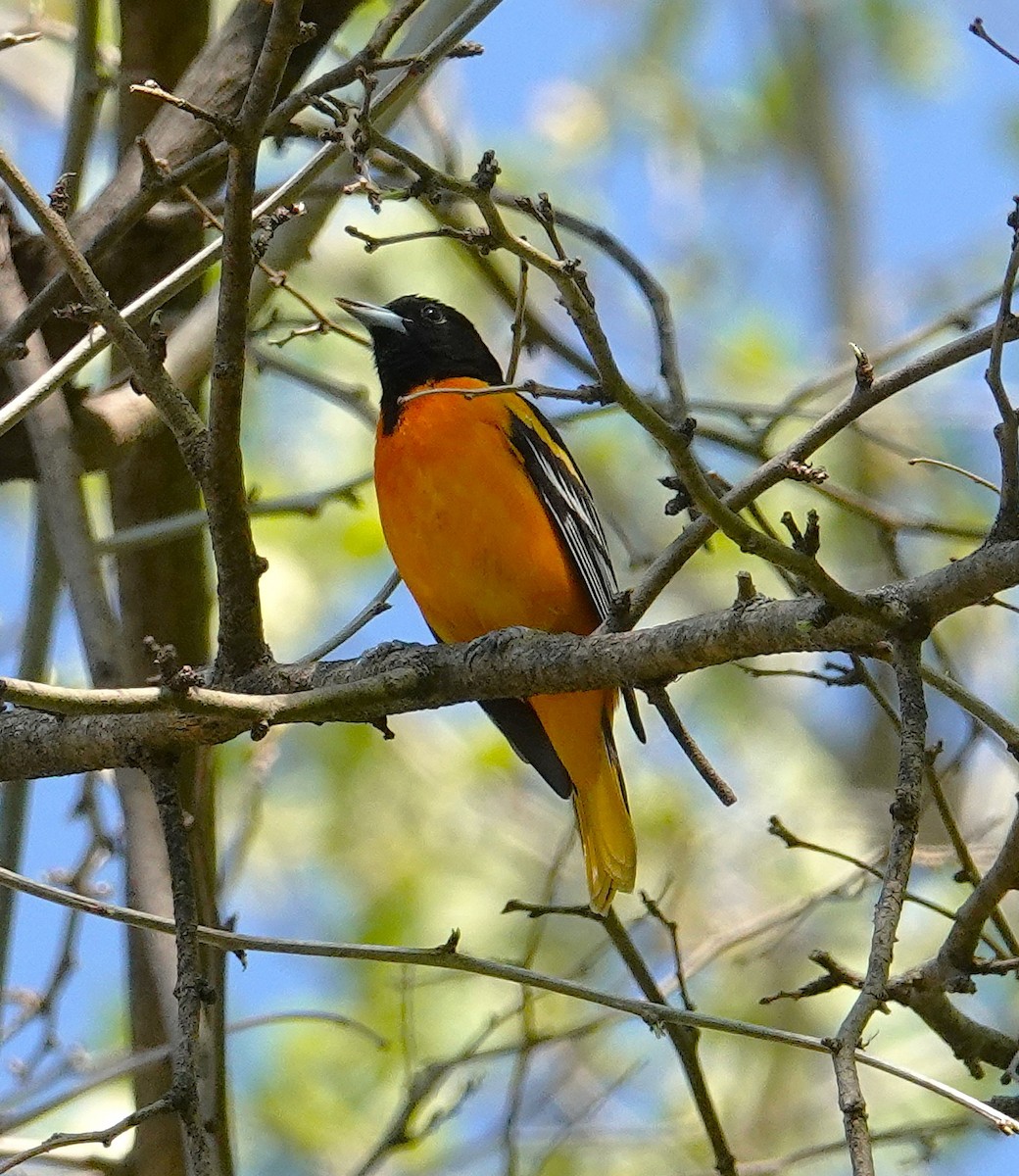 Baltimore Oriole - ML634670531