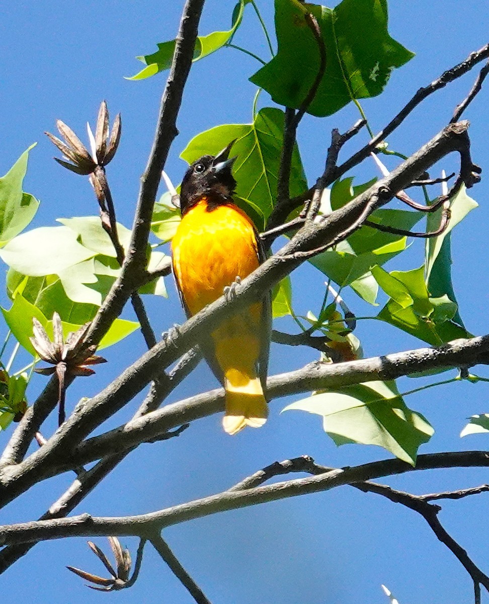 Baltimore Oriole - ML634670533
