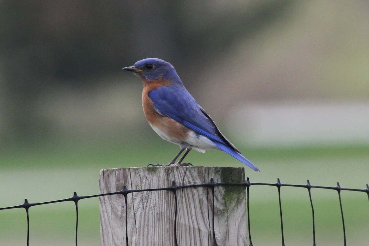 Eastern Bluebird - ML634670541