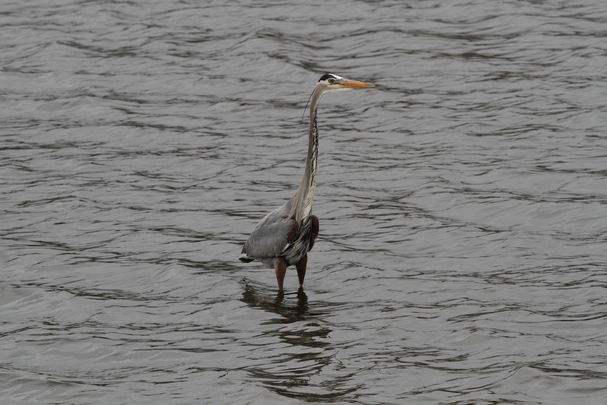 Great Blue Heron - ML634670576