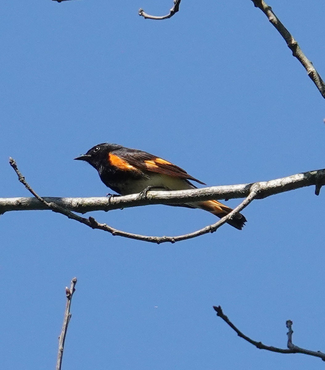 American Redstart - ML634670611