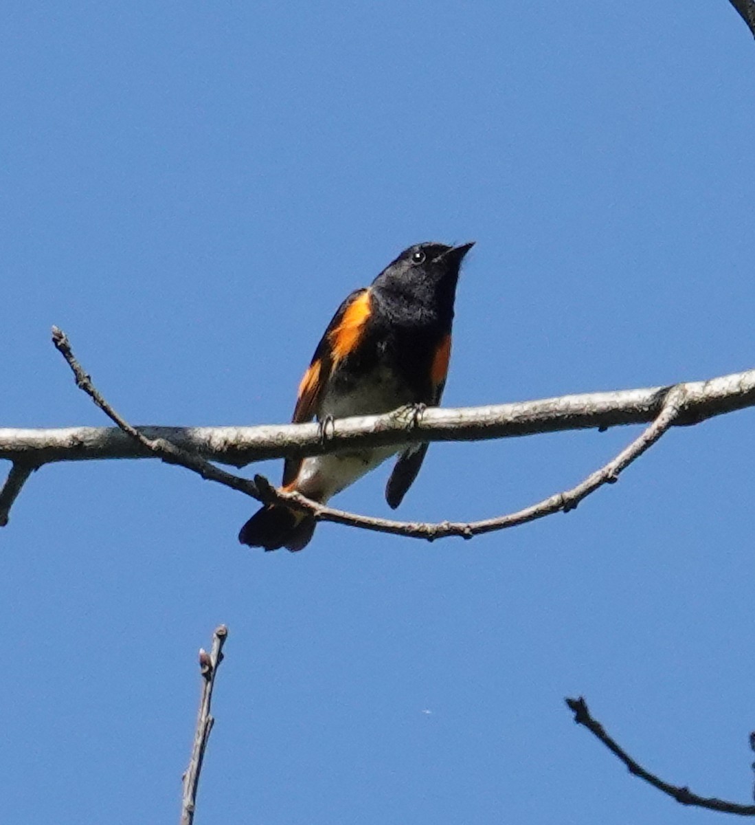 American Redstart - ML634670612