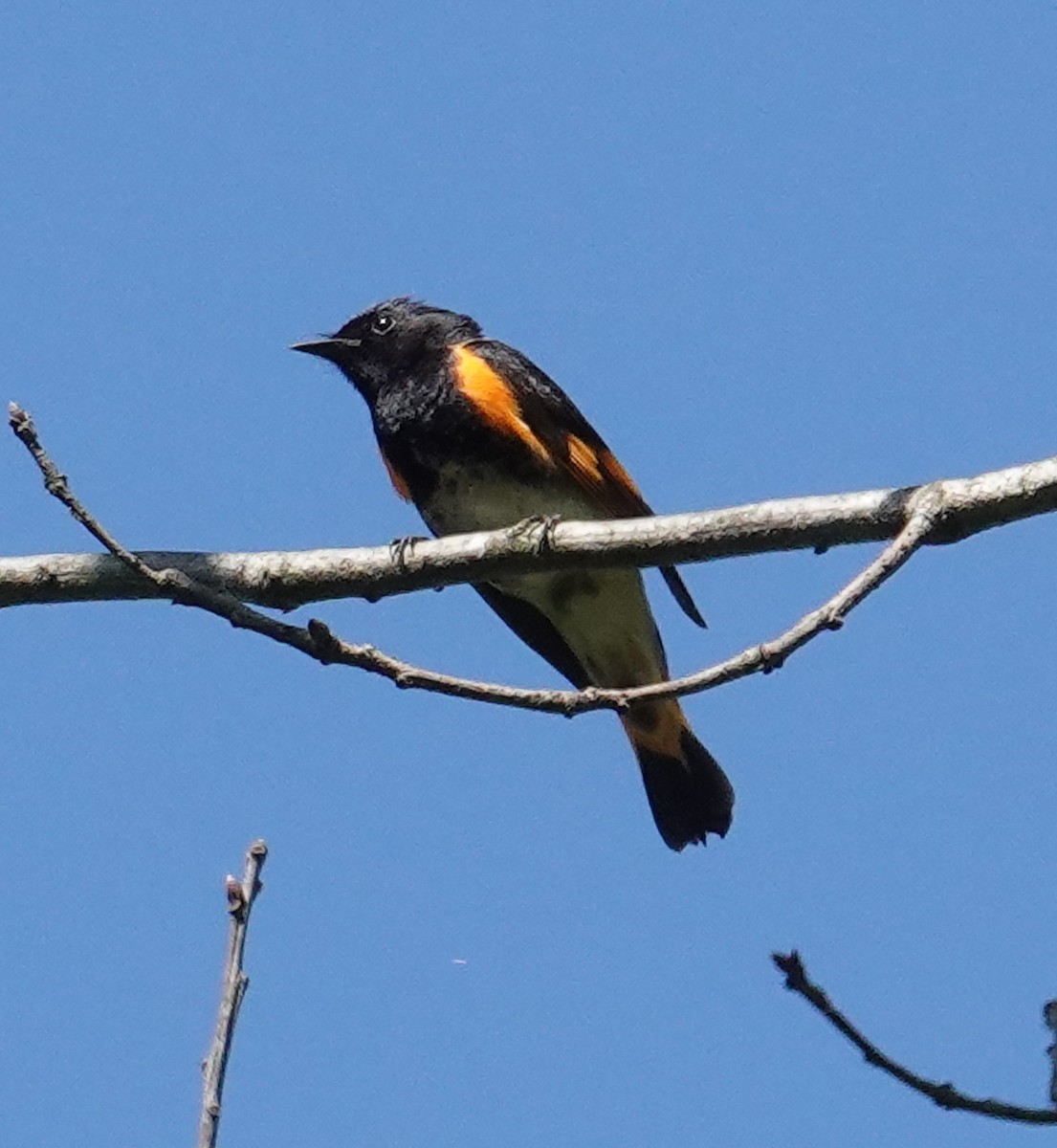 American Redstart - ML634670613