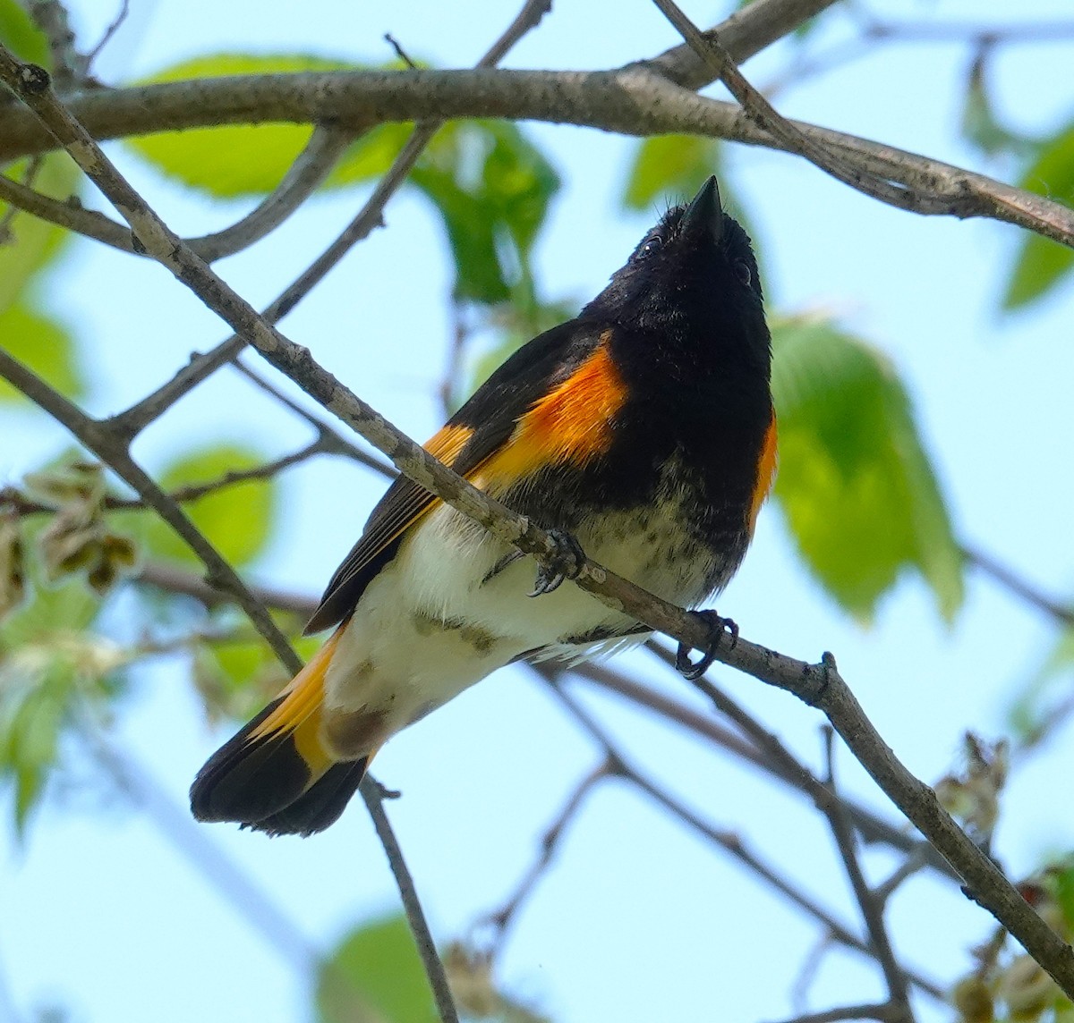 American Redstart - ML634670614