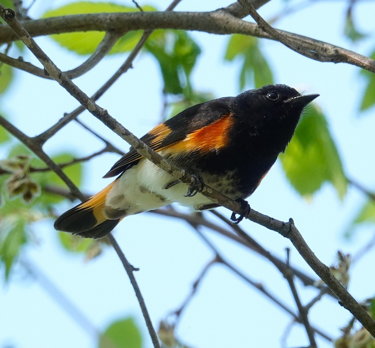 American Redstart - ML634670615