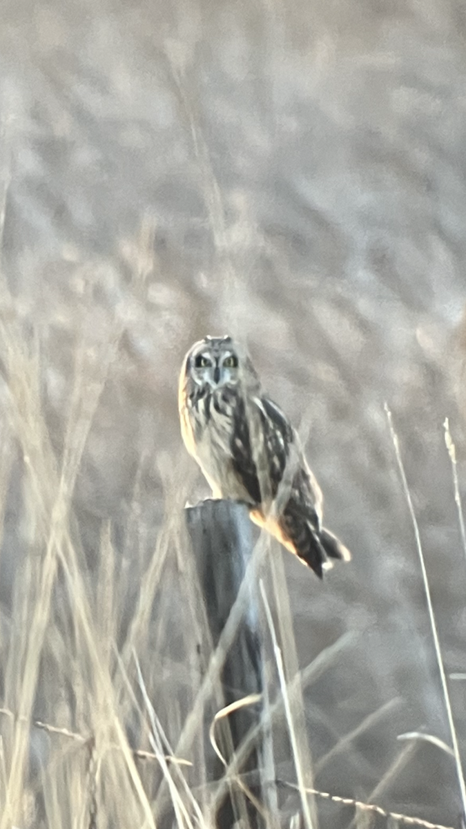 Short-eared Owl - ML634670637