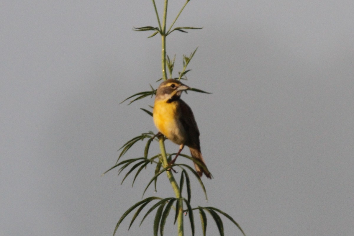 Dickcissel - ML634670648