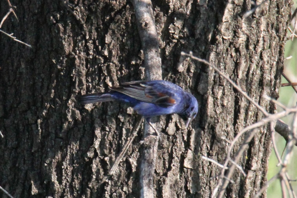 Blue Grosbeak - ML634670653