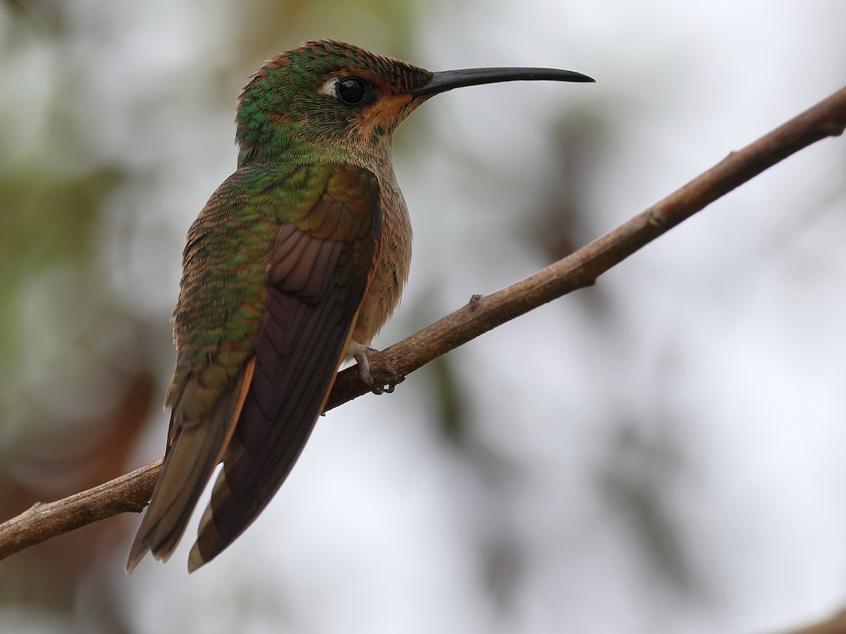 Fawn-breasted Brilliant - ML634670665