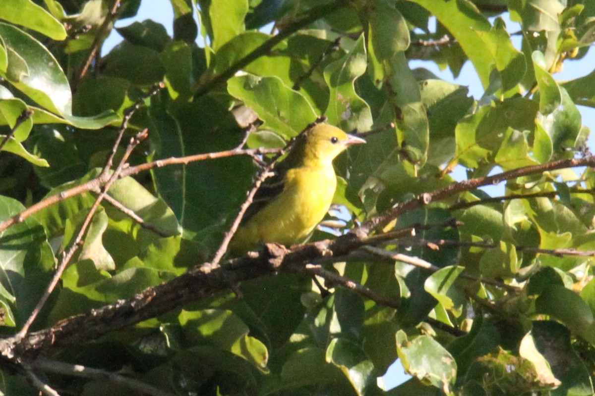 Orchard Oriole - ML634670699