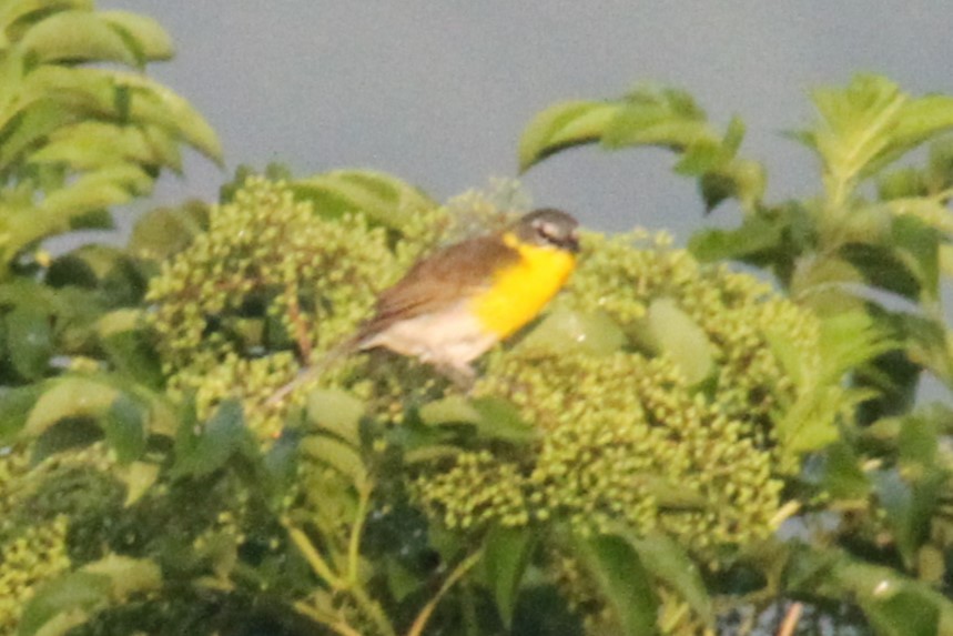 Yellow-breasted Chat - ML634670720