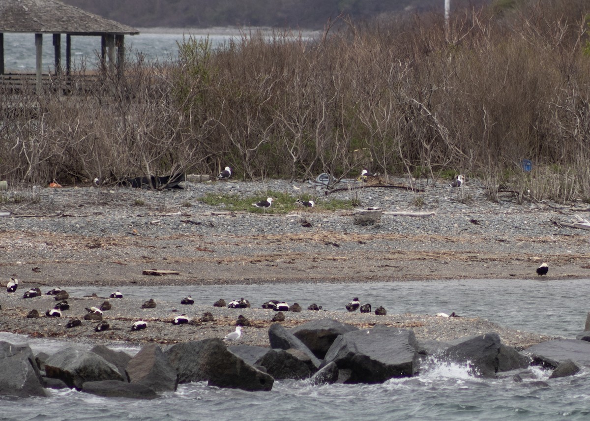 Common Eider - ML634670763