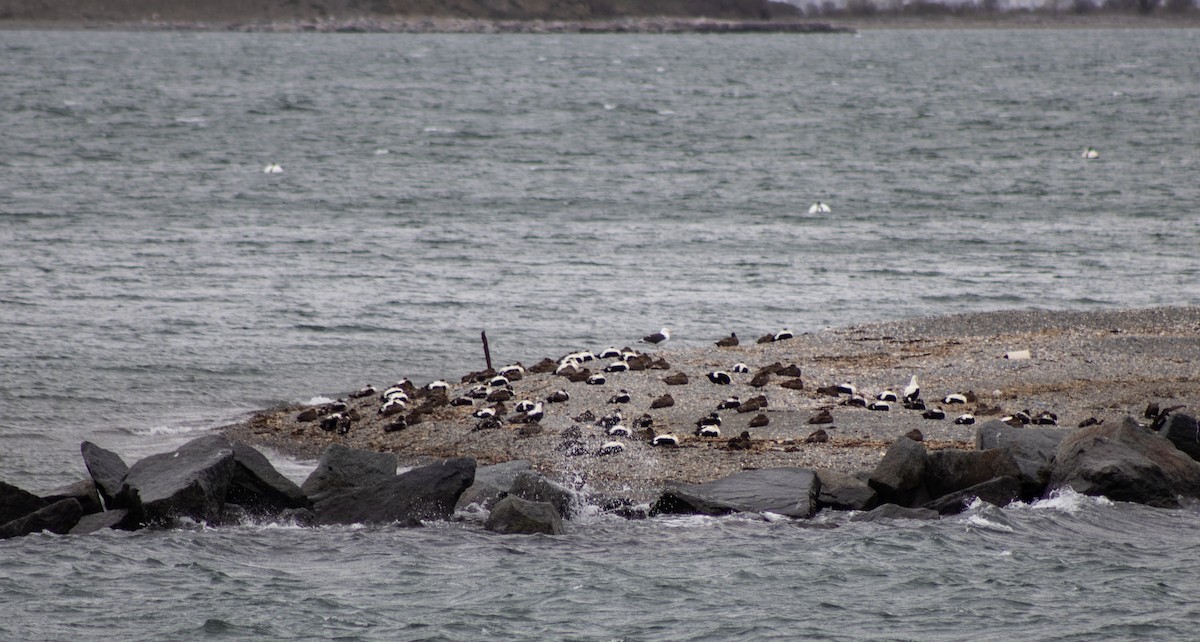 Common Eider - ML634670766