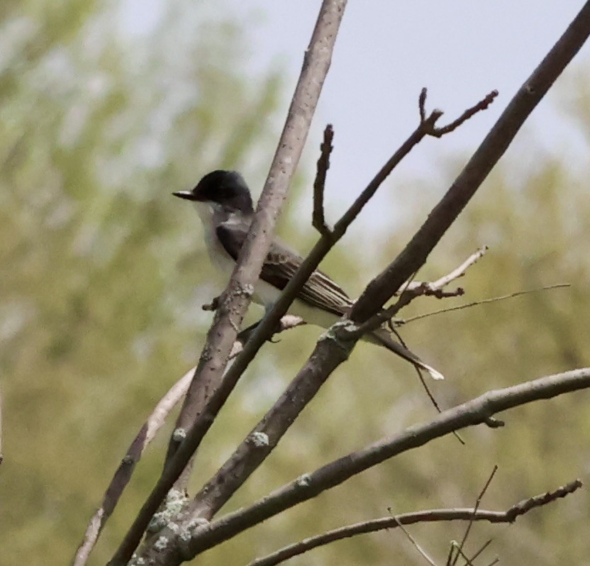 Eastern Kingbird - ML634670808