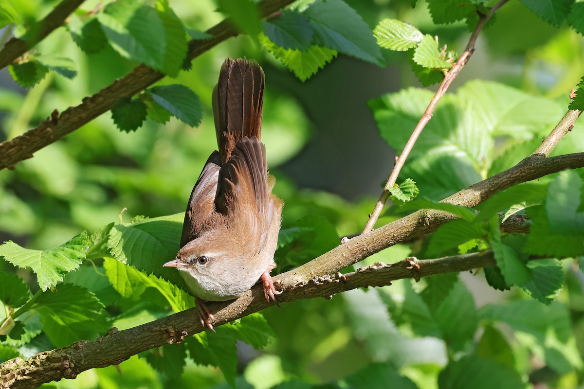 Cetti's Warbler - ML634670867