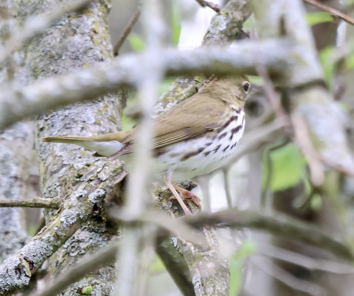 カマドムシクイ - ML634670877