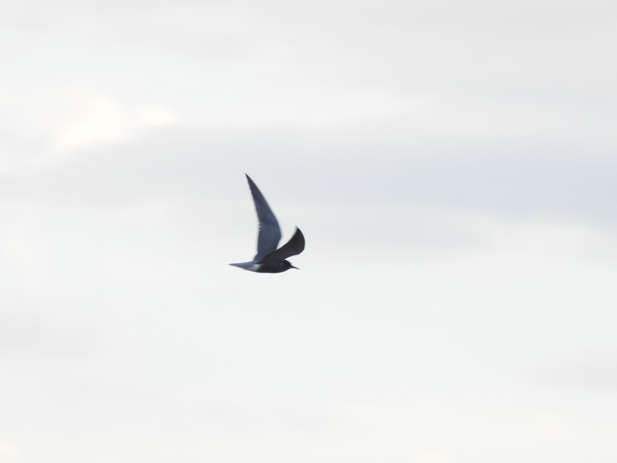 Black Tern - ML634670928