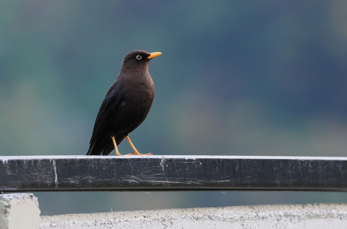 Sooty Thrush - ML634671075