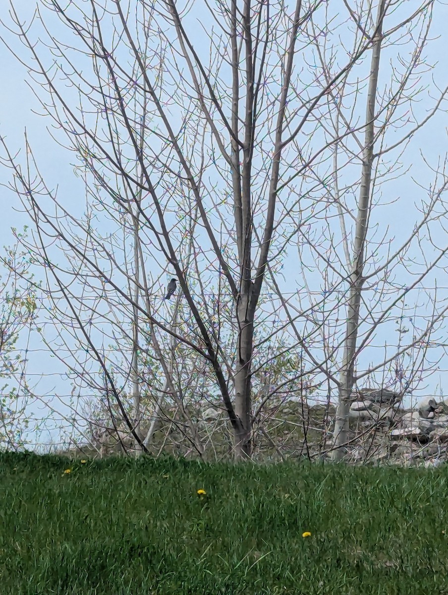Тиран королівський - ML634671090